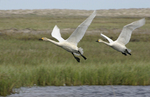 ����� ������ (Cygnus bewickii) �������� ������